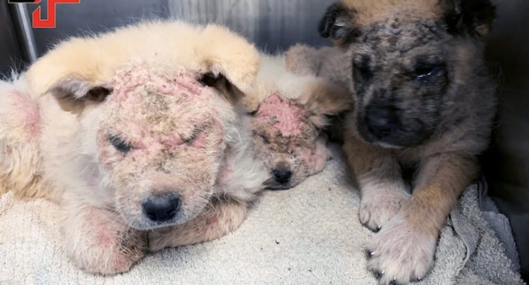 Veterinarian Saves Three Puppies So Sick They Could Not Open Their Eyes
