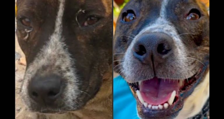 Abandoned Staffie Goes From Broken To ‘Happiest Dog in Cape Town’