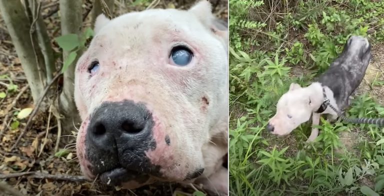 Blind Pit Bull Abandoned In Woods Now Loves Ice Cream and Wants a Forever Family