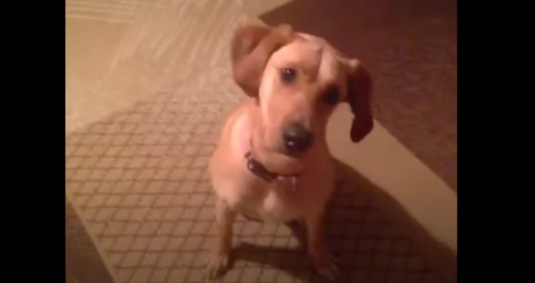 Funny Dog Brings Extra Drama to Common Trick