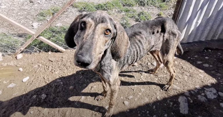 Couple Rescue Abandoned Dog Starving to Death on the Streets