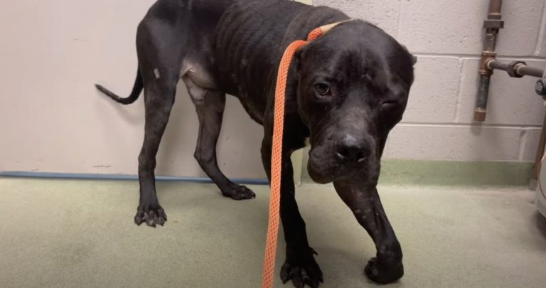 Stray Pit Bull Will Get a New Life Thanks to Kind Stranger Who Found Him