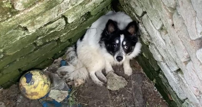 Stray Dog Spends Night All Alone After Falling Into Manhole