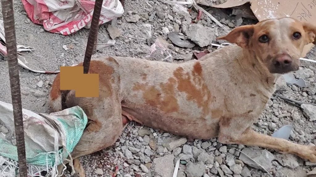 This Video of Dogs and a Cat on a Beach is the Best Version of Pharrell ...