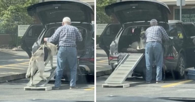 Elderly Man Caring For His Senior Dog is a Touching Moment