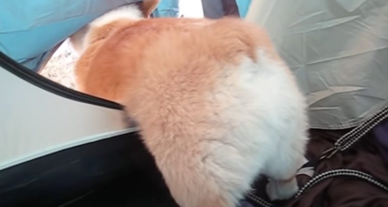 Corgi Has a Funny Camping Adventure