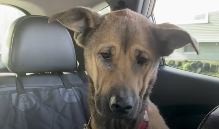 Dog On List For Euthanasia Slowly Learns To Trust Her Family