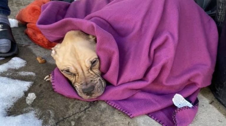 Emaciated Pit Bull Found Wrapped in a Blanket and Left in Alley