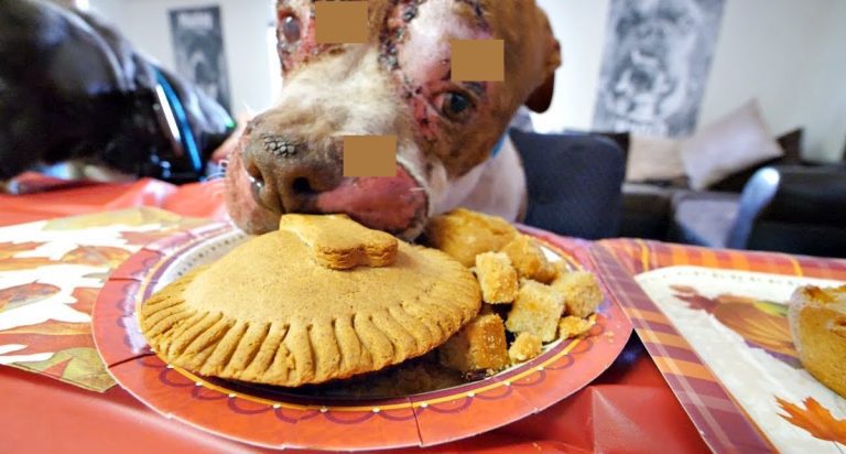 Homeless Dogs Celebrate Their First Thanksgiving With Friends