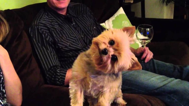 Adorable Terrier Excited She Will Get To See Her Family For Thanksgiving