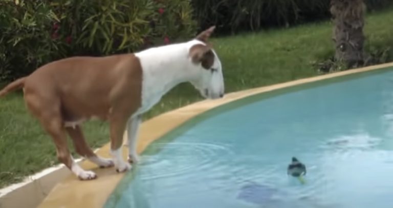 Dog Determined To Fetch Pool Thermometer