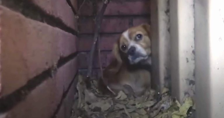 Homeless Dog Shivers in Fear When Rescuers Approach Him