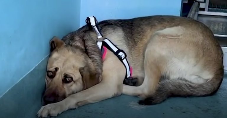 Rescue Dog Who Hid In Corner Opens Up To Her Foster Dad In Sweetest Way