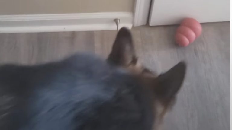 Dog Locks Mom in the Bathroom with Kong Toy