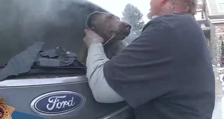 Dog Saved From Burning Car By Deputy Makes Sure To Thank Him