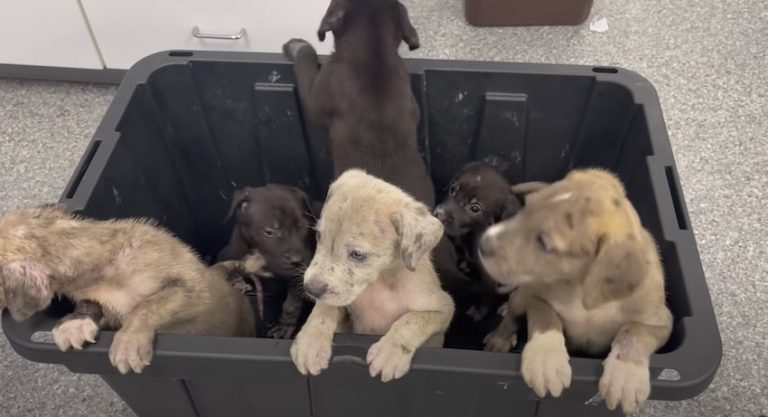 Puppies In Line To Be Euthanized Were Out Of Danger, Or So Their Rescuers Thought