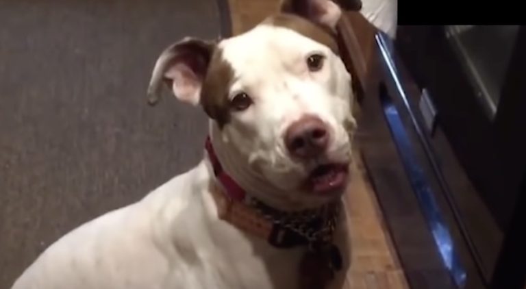 Pit Bull Dog Convinces Woman Who Saved Her From Neglect To Adopt Her