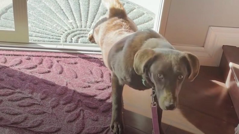 Foster Dog Afraid to Go Inside a House Conquers Her Biggest Fear