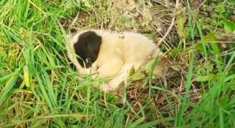 Puppies Abandoned in a Field Scurry Away When Rescuers First Approach Them