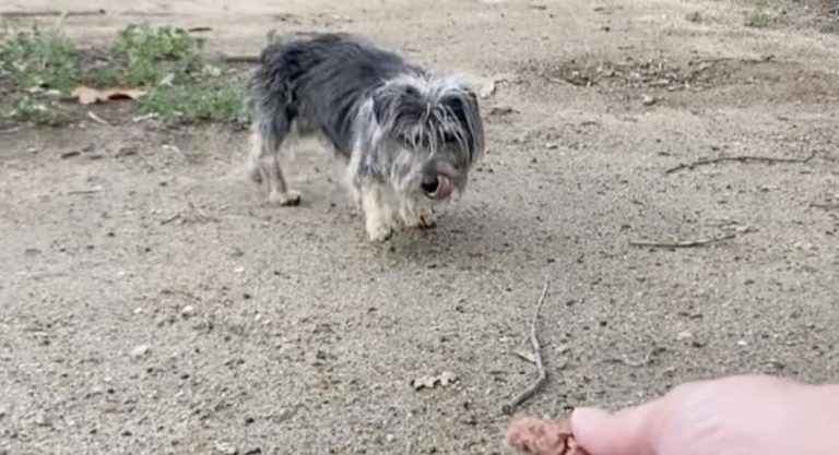 Scruffy Stray Dog Keeps On Evading Her Rescuers