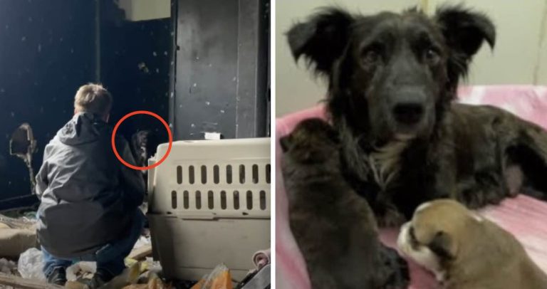 Mama Dog and Her Puppies Saved From Disgusting House