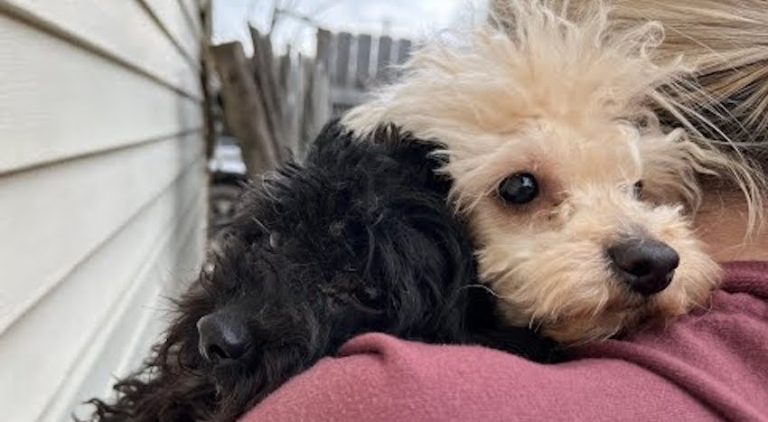 Dogs and Puppies Left Behind After Family Evicted From Home