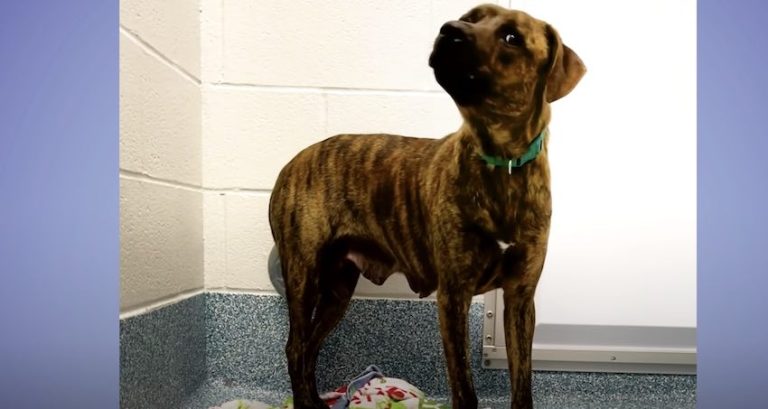 Woman Saves ‘Aggressive’ Dog Who Only Had Until End Of The Day At Shelter