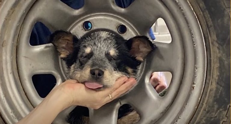 Puppy Got Her Head Stuck in Tire Freed Thanks to Team Effort