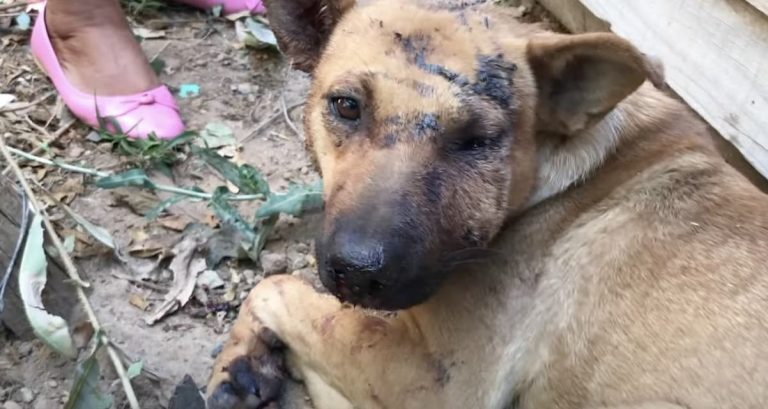 Dog Who Was Attacked by Another Dog and Left for Dead Makes Wonderful Comeback