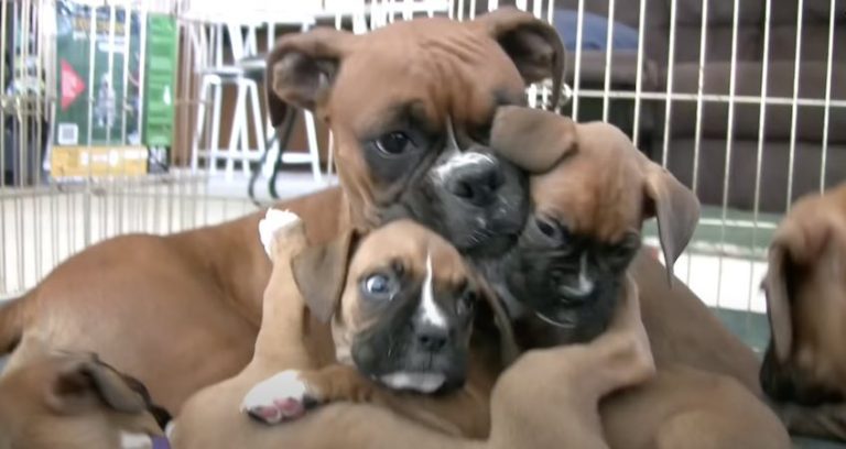 Boxer Mom Plays Adorably with Her Puppies
