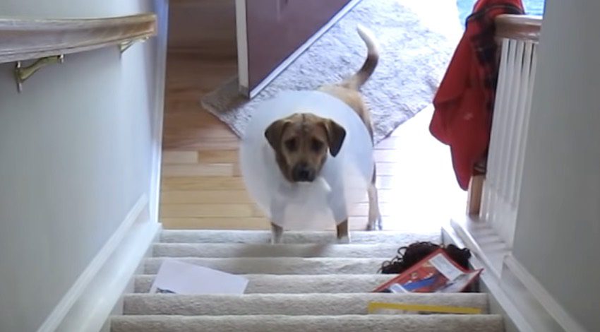 dog-figures-out-how-to-climb-stairs-after-her-surgery