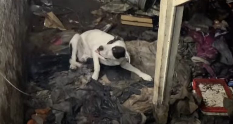 Rescuer Falls Through Floor Trying to Rescue Dog Trapped in Abandoned Home