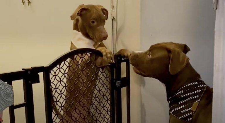 Pit Bull Makes Sure His Mom Keeps The Puppy She Fostered