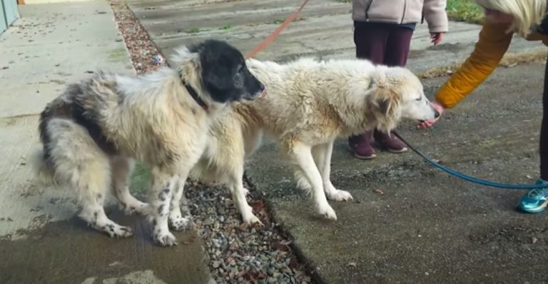 Rescued Great Pyrenees Dogs Reluctant to Walk On Grass for First Time