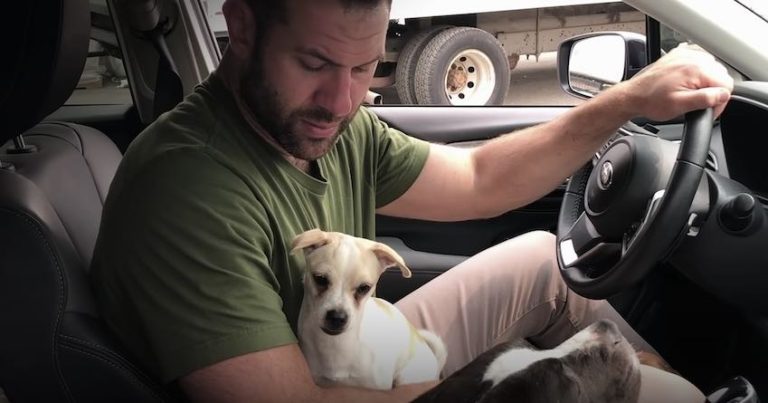 Aggressive Chihuahua Becomes Big Softy With Foster Dad