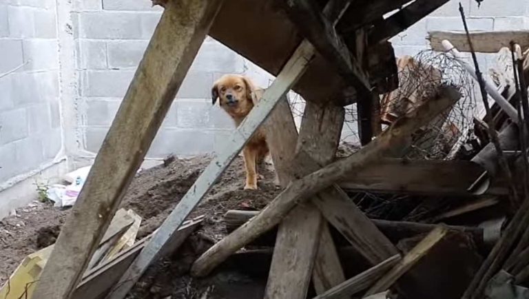Dog Lives in Empty House for Months after Owner Dies