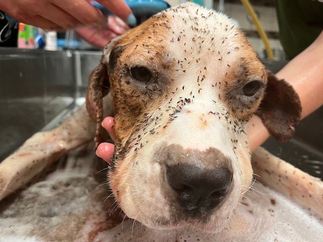 annie mchound rescued