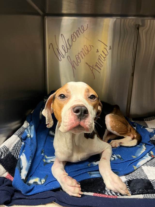 annie mchound rescued