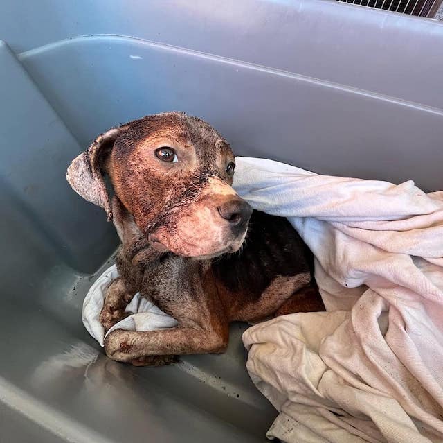 annie mchound rescued