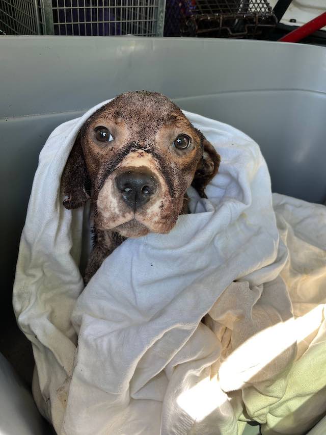 annie mchound rescued