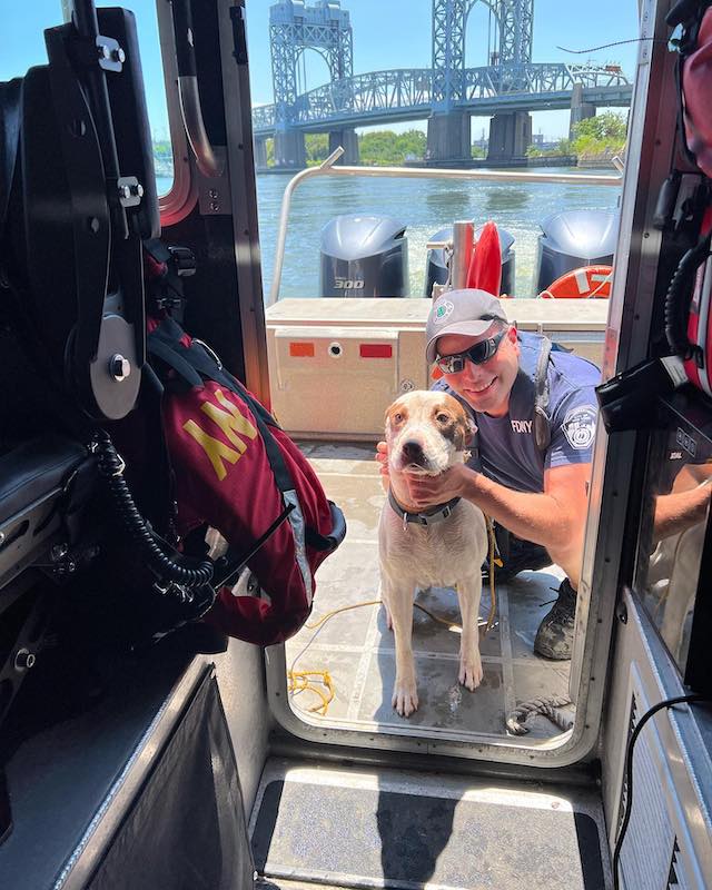 dog rescued from water at New York bridge