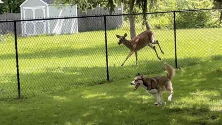 Husky and Deer Play Adorable Game of Tag Together
