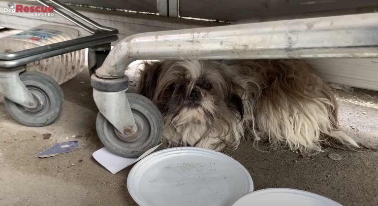 Dog Does Not Want to Live Anymore After His Family Abandons Him
