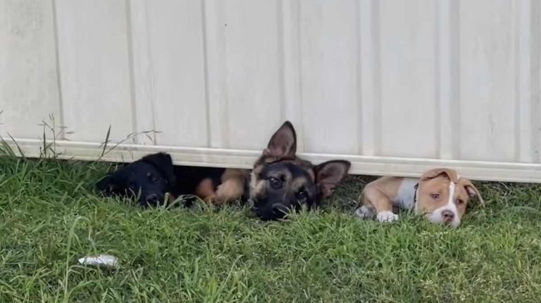 New Puppy Neighbors Peek Under Fence to Say ‘Hi’ to Cat