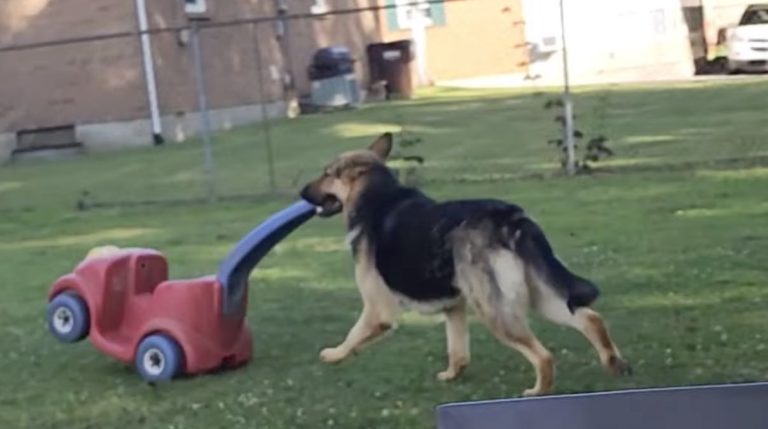 German Shepherd Adorably Runs Around Yard With Toy Car