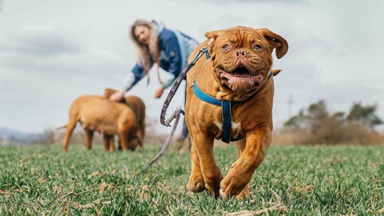 Dogs Do Cry Tears of Joy When Reunited with Their Owners According to Study