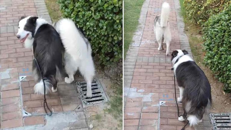 Clever Border Collie Fetches His Wandering Husky Friend
