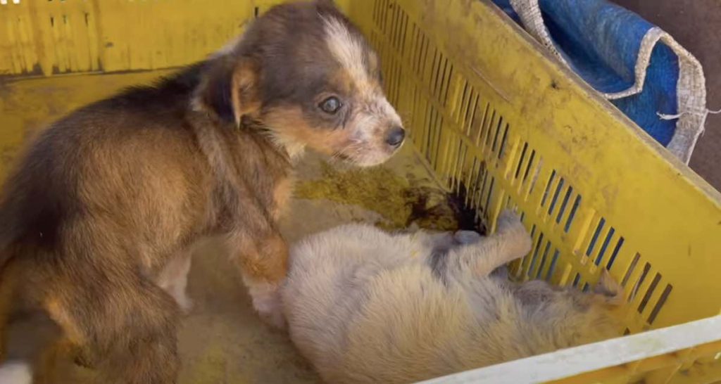 Puppy Mauled in Dog Fight Gets First Ever 3D-Printed Mask to Help Save ...