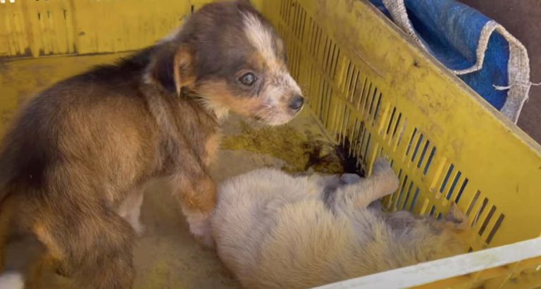 tiny puppy emma rescued from crate