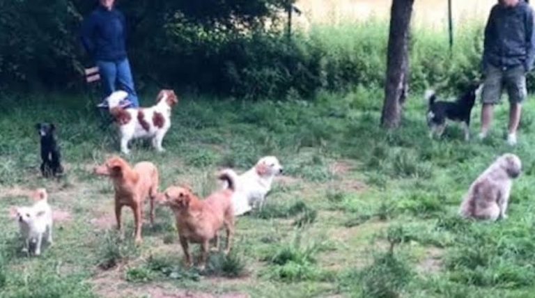 Group of Introverted Dogs Meet Up and it Goes Exactly Like You Would Expect it to